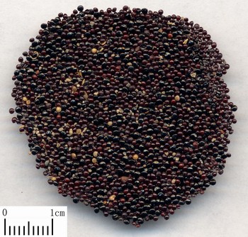 Semen Celosiae