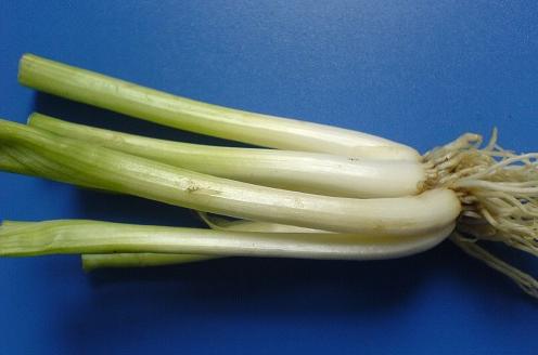 Fistular Onion Stalk