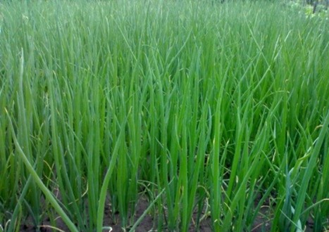 Fistular Onion Leaf