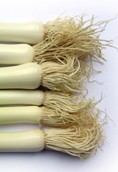 Fibrous Root of Fistular Onion