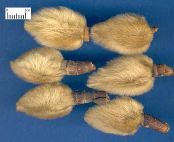Flos Magnoliae