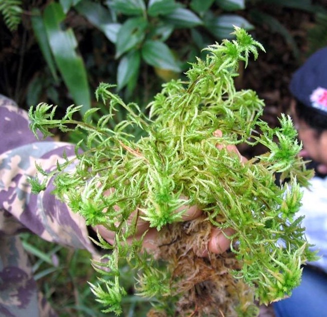 Muskeag moss