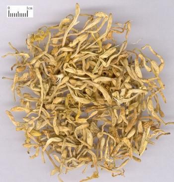 Flos Lonicerae