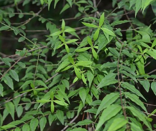 米面蓊根