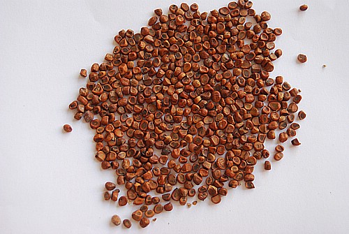Semen Iridis Chinensis