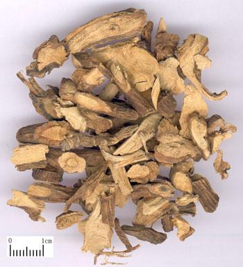 Radix Sophorae Tonkinensis