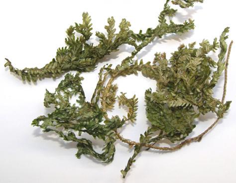 Herba Selaginellae Uncinatae