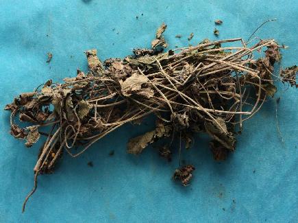 Japanese Hop Herb