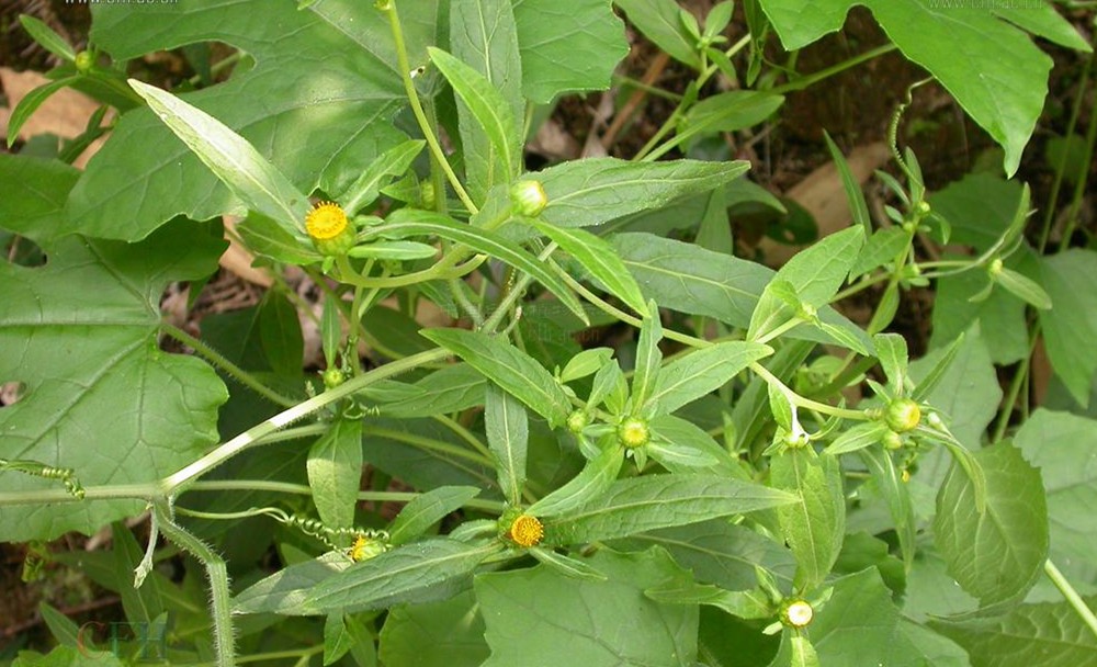 Herba Carpesii Divaricati