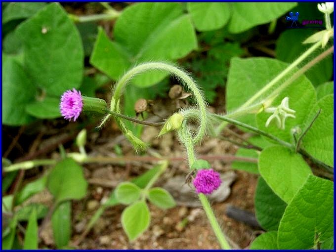 Herba Emiliae