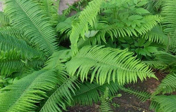Herba Polystichi Deltodoni