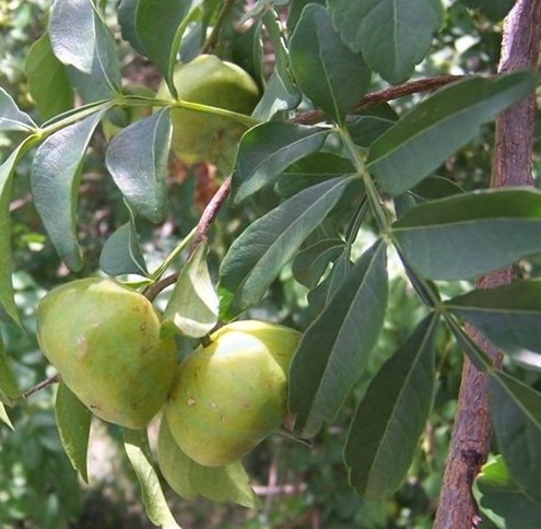 Radix Harrisoniae Perforatae
