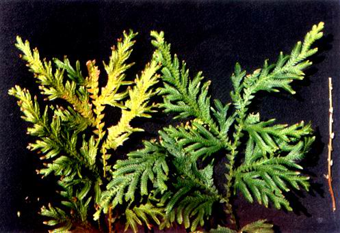 Herba Selaginellae Moellendorfii