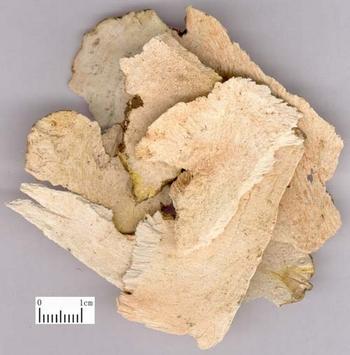 Rhizoma Smilacis Glabrae