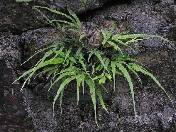 Rhizoma seu Herba Pteridis Dactylinae