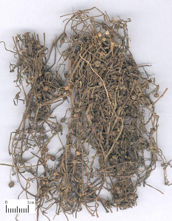 Herba Hedyotidis Diffusae