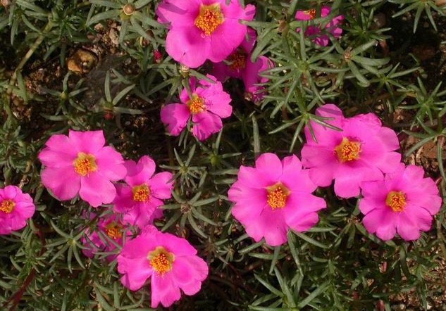 Herba Portulacae Grandiflorae