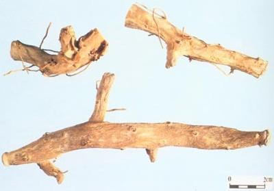 Japanese Yam
