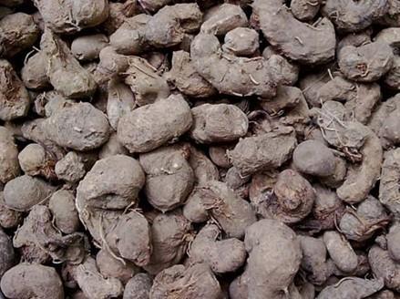 Rhizoma Schizocapsae Plantagineae
