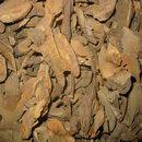 Rhizoma Arthromeris Mairei