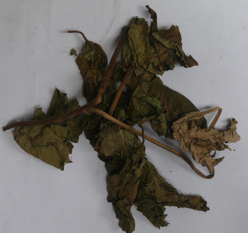 Folium et Ramulus Clerodendri Trichotomi