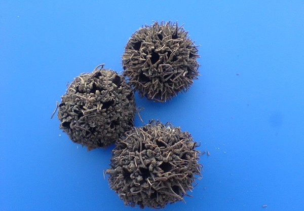Beautiful Sweetgum Fruit