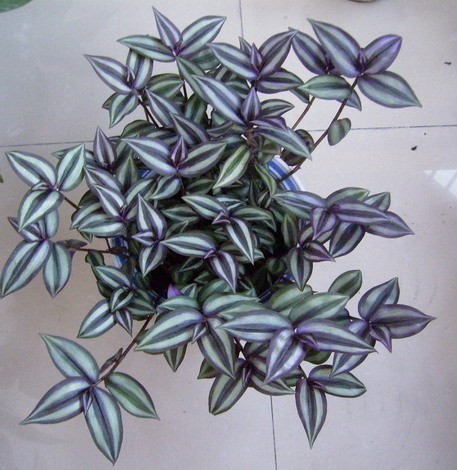 Herba Zebrinae Pendulae