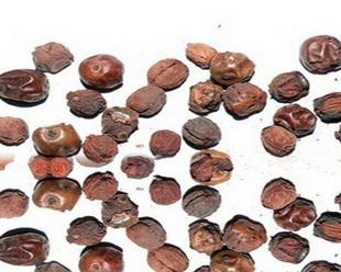 Gong Lao Zi