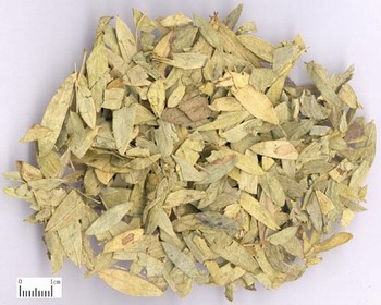 Folium Sennae
