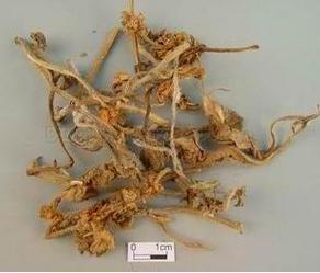 Decumbent Bugle Herb