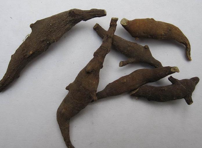 Rhizoma Anemones Raddeanae