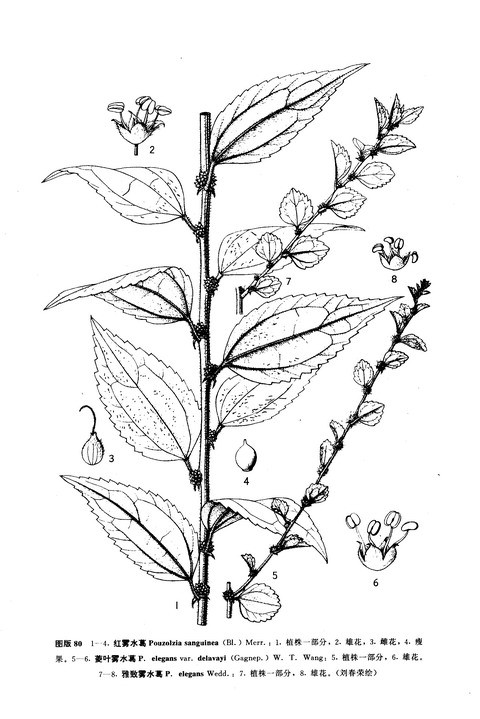 Radix et Folium Pouzolziae Sanguineae