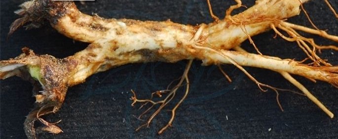 Radix Pulsatillae Dahuricae