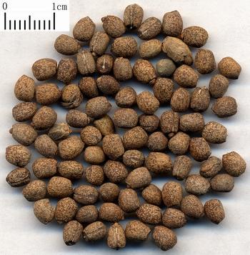 Moleplant Seed