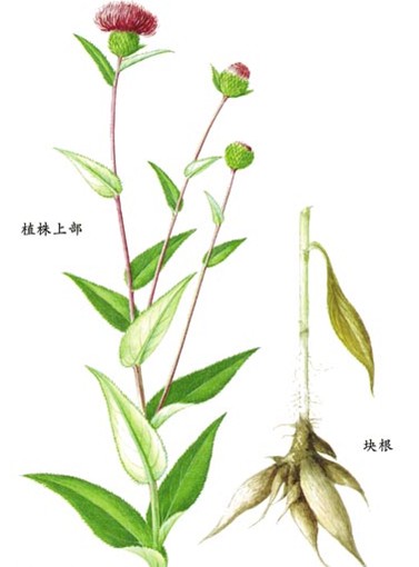 Mao Tui Gu