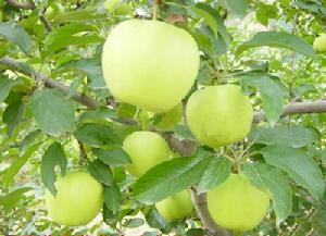 Apple leaf