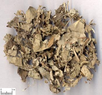 Wooly Dutchmanspipe Herb