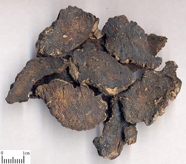 Radix Rehmanniae
