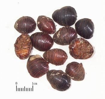 Tu Bie Chong