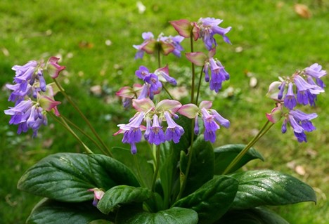 Herba Chiritae Eburnentis