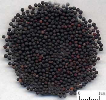 Cowherb Seed