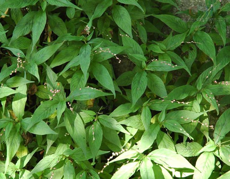 Herba Polygoni Caespitosi