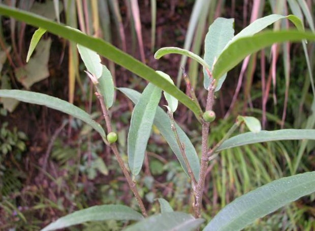 Shui Dao Qing