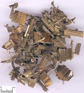 Herba seu Radix Cirsii Japonici