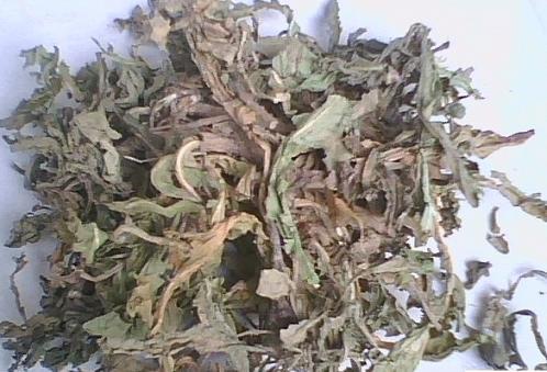 Plantain Herb
