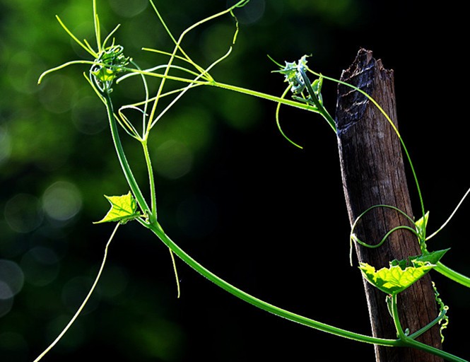 Towel Gourd Stem