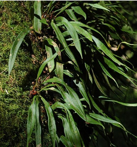 Herba Lepisori Pseudonudi