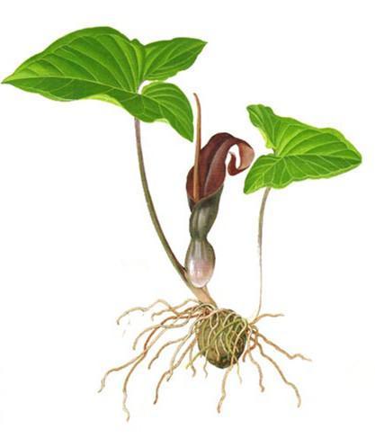 Typhonium roxburgii