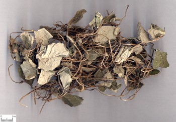 Jin Qian Cao