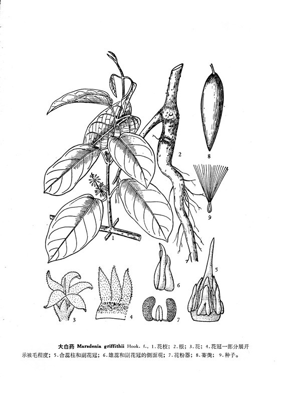 Da Bai Yao